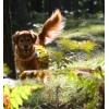 SAR Puppy